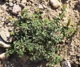 Scutellaria adenostegia