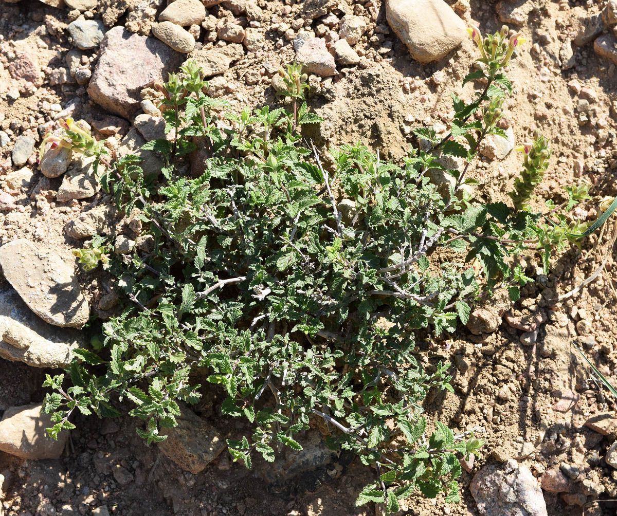 Изображение особи Scutellaria adenostegia.