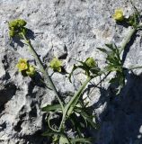 Bryonia cretica