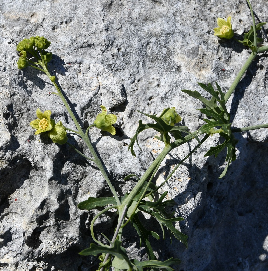 Image of Bryonia cretica specimen.