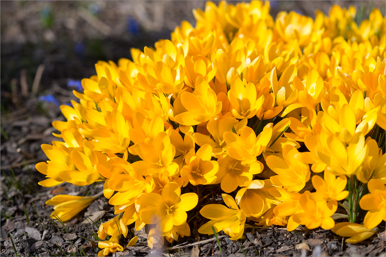 Image of Crocus flavus specimen.