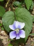 Viola sororia