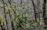 View full-size image genus Rhododendron