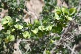 View full-size image Zygophyllum gontscharovii