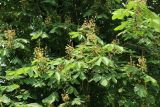 View full-size image Aesculus hippocastanum