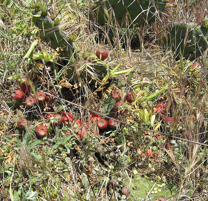 Image of Opuntia macrorhiza specimen.