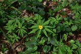 View full-size image Anemone ranunculoides