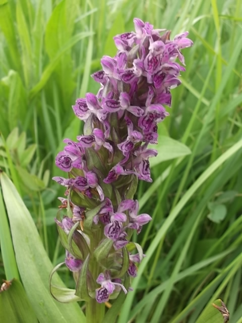 Image of Dactylorhiza incarnata specimen.