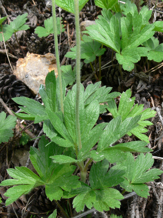 Image of Anemone sylvestris specimen.