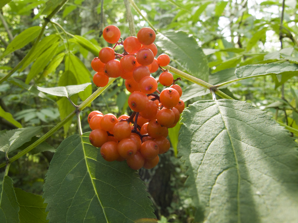 Image of Sambucus racemosa specimen.