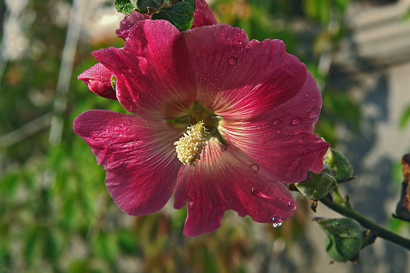 Изображение особи Alcea rosea.