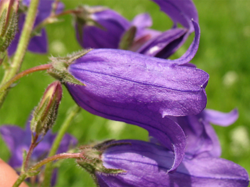 Image of Campanula sibirica specimen.