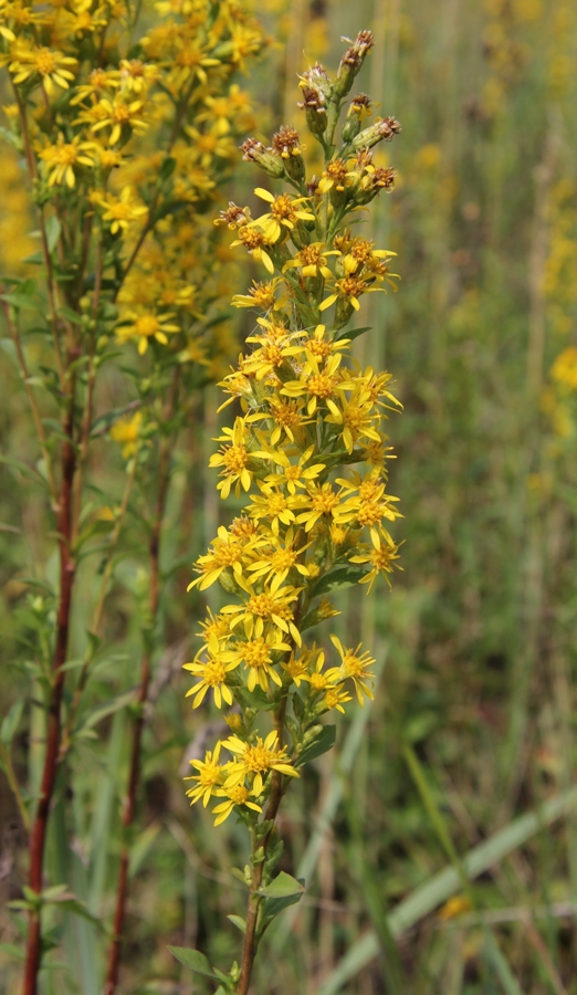 Image of Solidago virgaurea specimen.