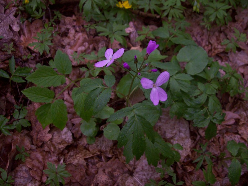 Image of Cardamine quinquefolia specimen.