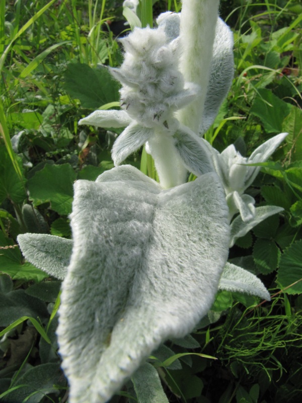 Image of Stachys byzantina specimen.