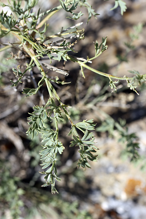 Image of Seseli marginatum specimen.