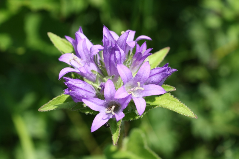 Изображение особи Campanula maleevii.