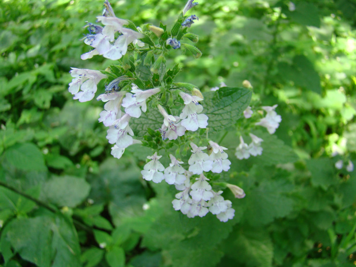 Image of Nepeta formosa specimen.