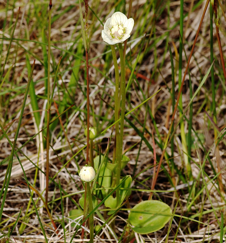 Image of Parnassia palustris specimen.