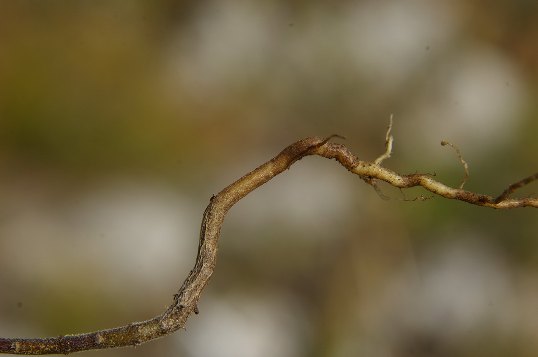 Image of Macrosyringion glutinosum specimen.