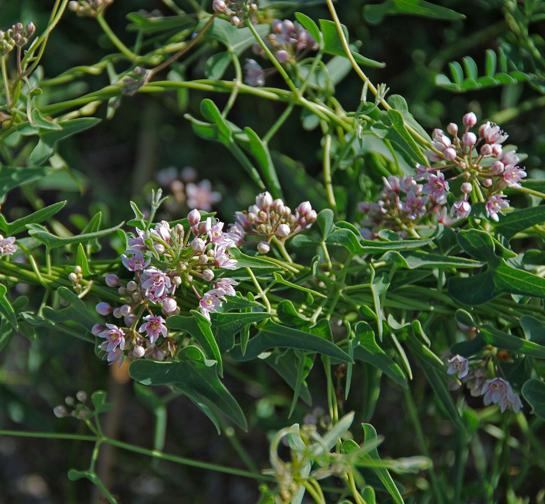 Image of Cynanchum sibiricum specimen.