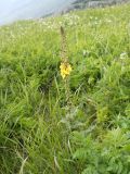 Verbascum spectabile