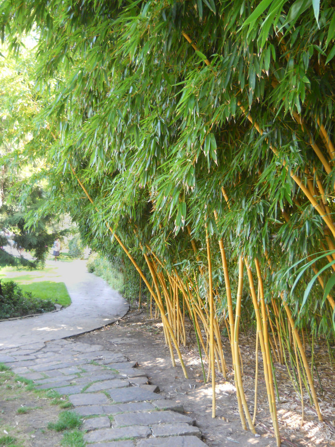 Image of Phyllostachys aureosulcata specimen.