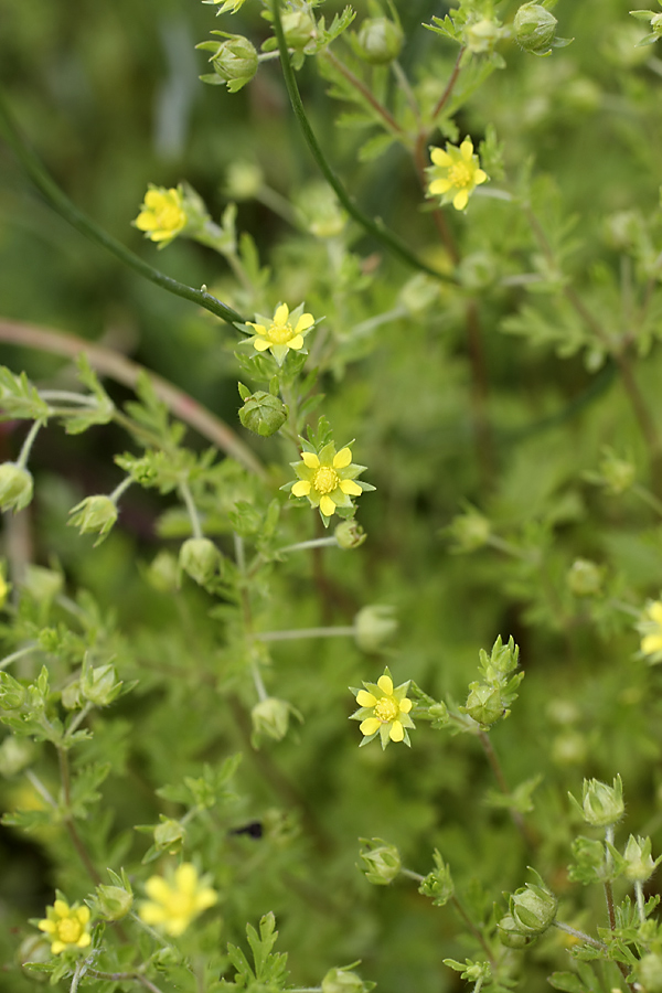 Image of Potentilla supina specimen.