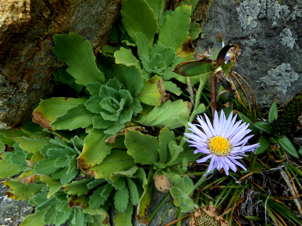 Image of Aster spathulifolius specimen.