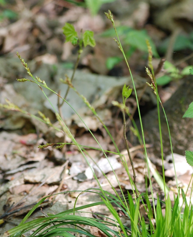 Image of Carex digitata specimen.