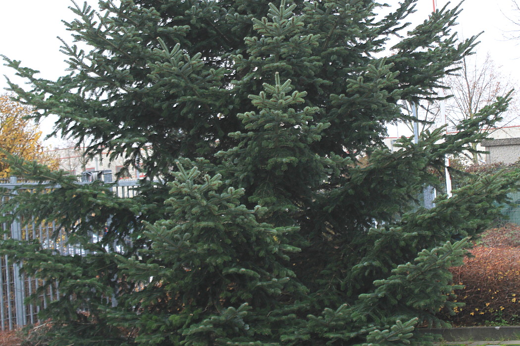 Image of Abies nordmanniana specimen.