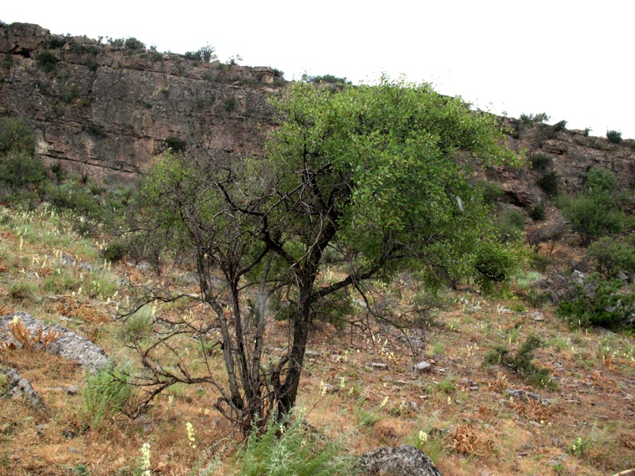 Image of Amygdalus bucharica specimen.