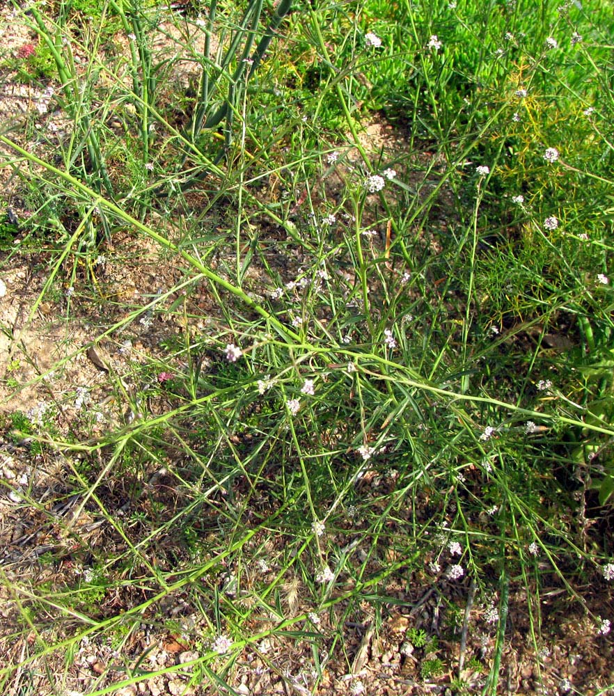 Изображение особи Lepidium graminifolium.