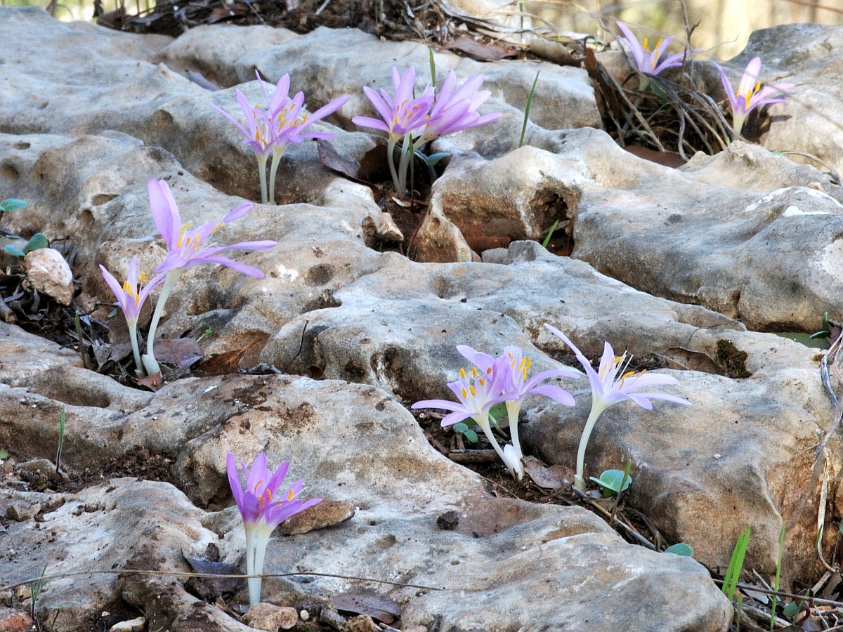 Image of Colchicum stevenii specimen.