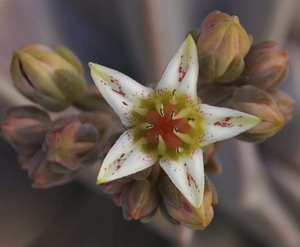 Изображение особи Graptopetalum paraguayense.