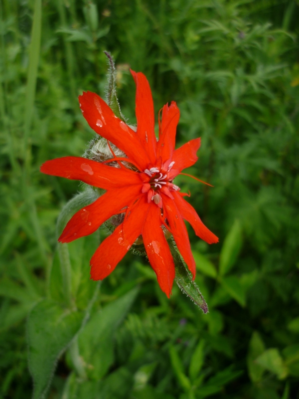 Image of Lychnis fulgens specimen.