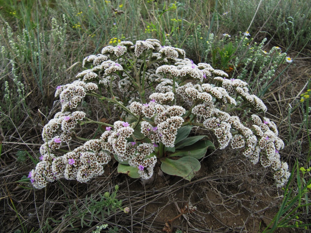 Image of Goniolimon speciosum specimen.