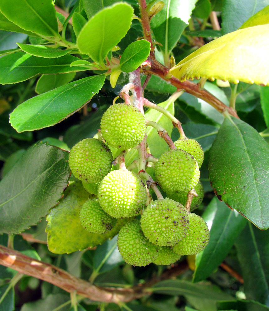 Image of Arbutus unedo specimen.