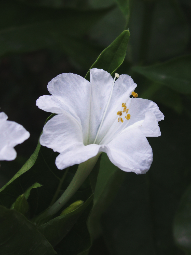 Image of Mirabilis jalapa specimen.