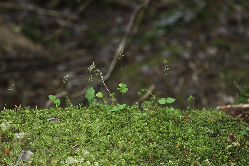 Image of Listera cordata specimen.