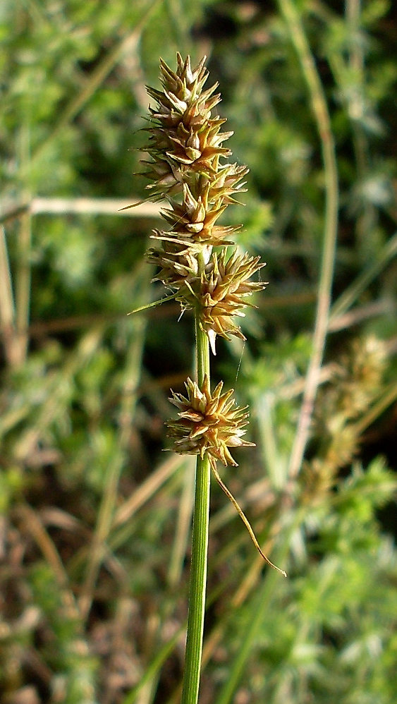 Изображение особи Carex otrubae.