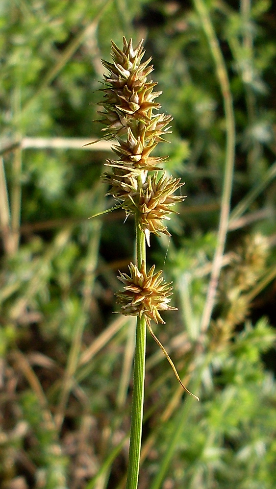 Image of Carex otrubae specimen.