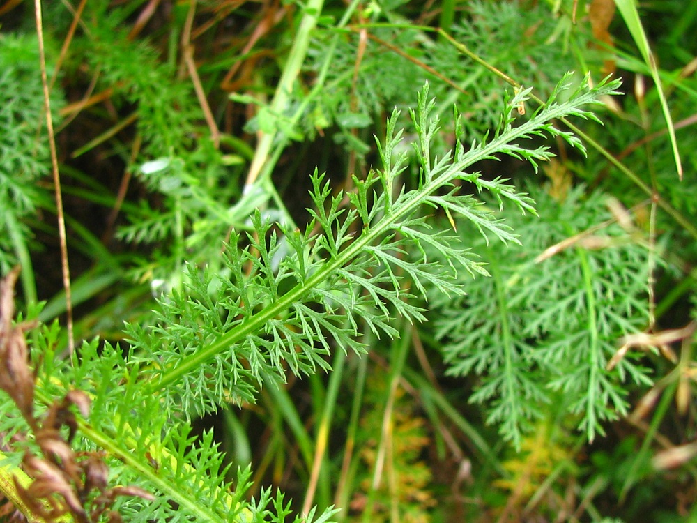 Image of Achillea millefolium specimen.