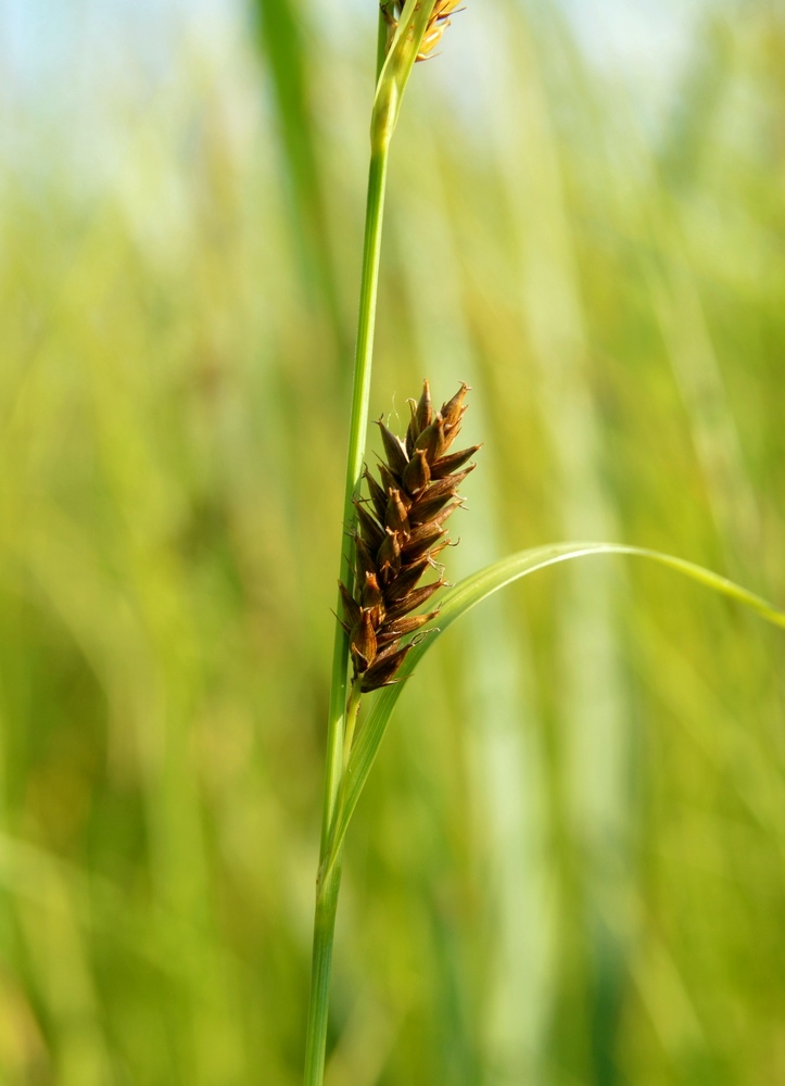 Изображение особи Carex kirganica.