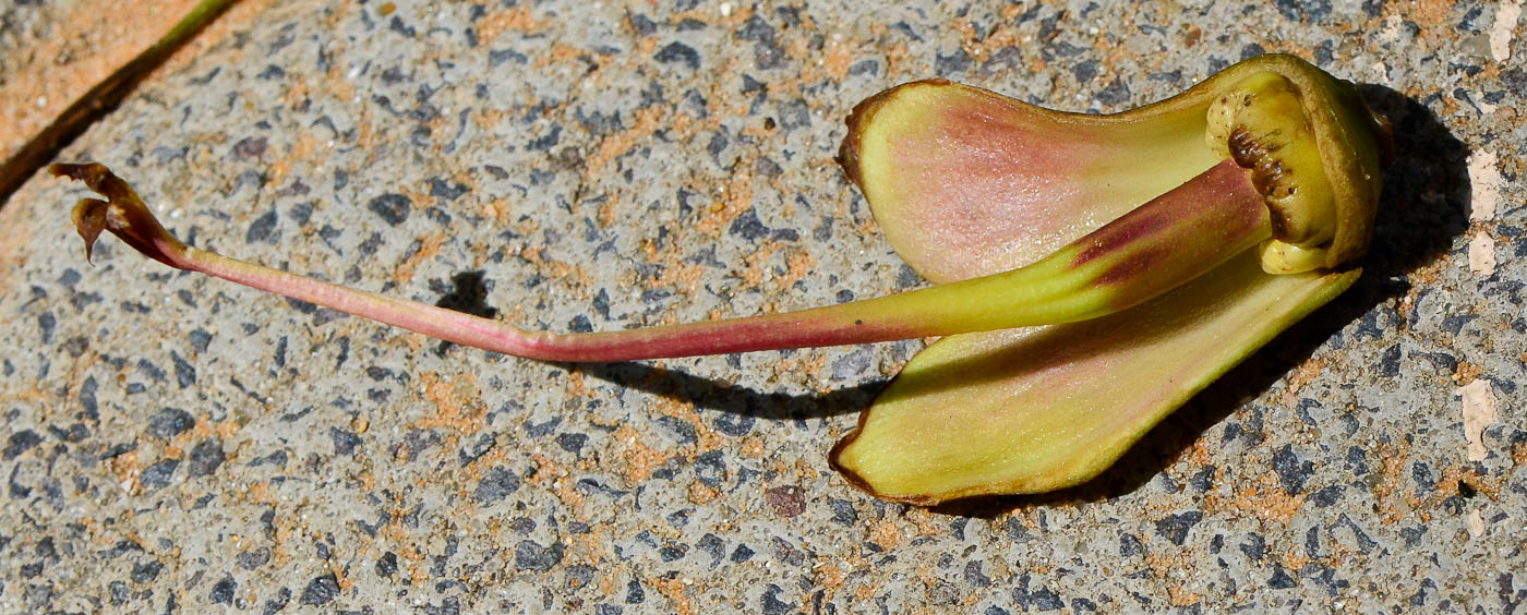 Image of Kigelia pinnata specimen.