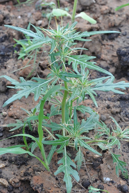 Image of Xanthium spinosum specimen.