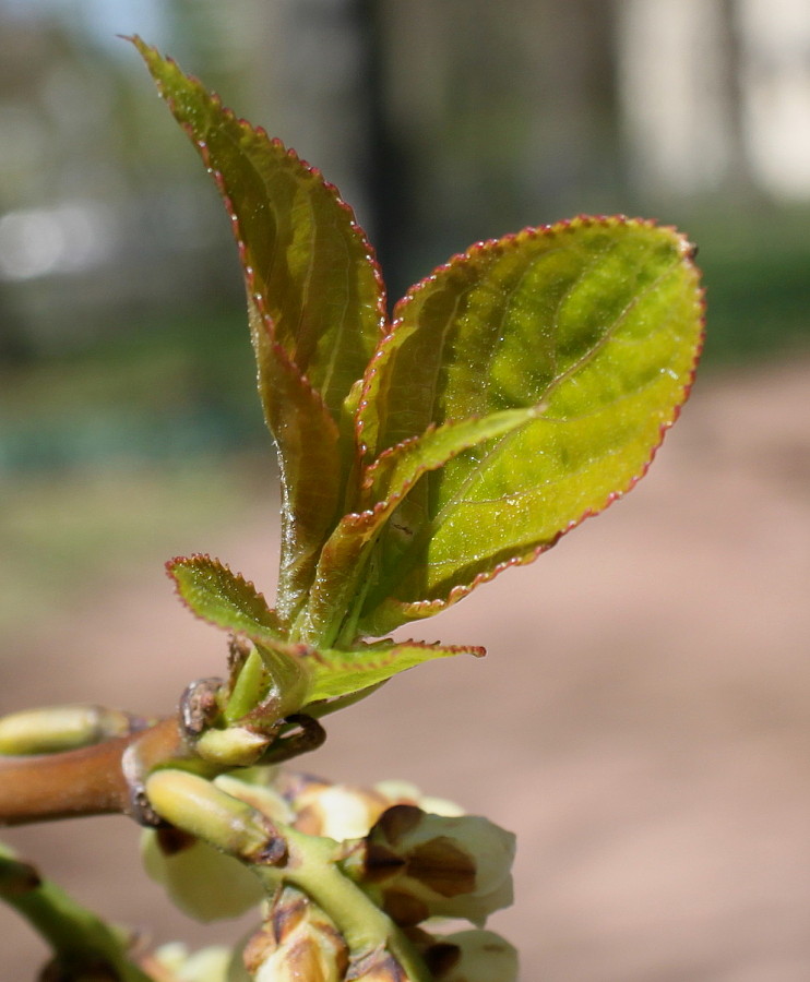 Image of Stachyurus praecox specimen.