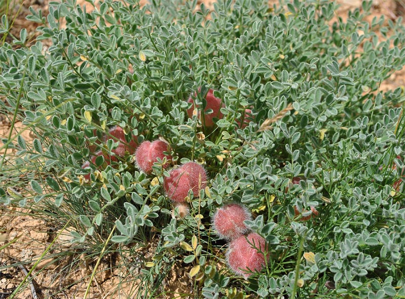 Изображение особи Astragalus biebersteinii.