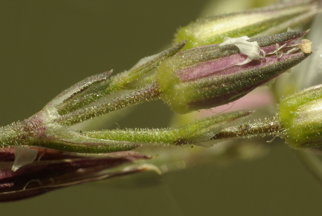 Image of Minuartia adenotricha specimen.