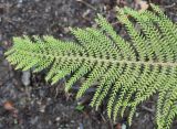 Polystichum setiferum. Верхняя часть вайи. Германия, г. Krefeld, Ботанический сад. 25.07.2013.